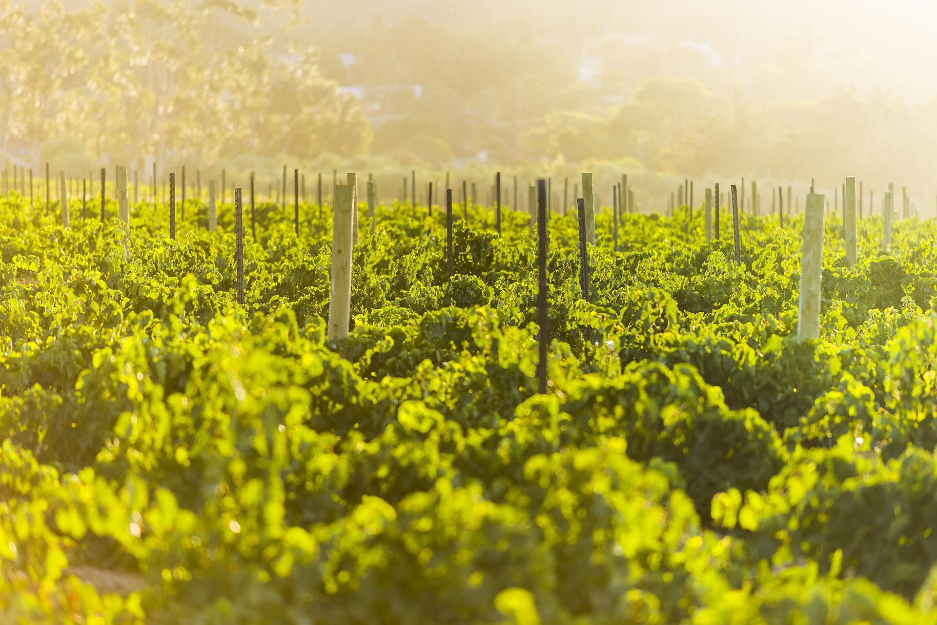 wineyard InspiraFarms