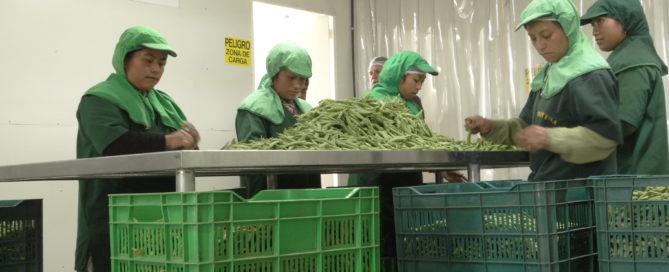 Packhouse_Guatemala