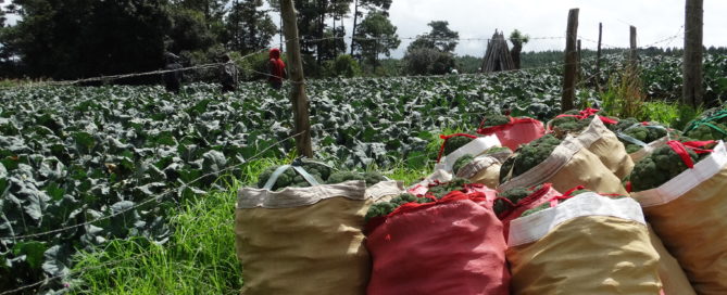 FOOD LOSS AND FOOD WASTE