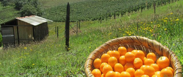 cold_chain_colombia