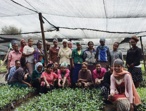 Smallholder Organic Fresh Produce Exports: Lessons from GreenPath Food in Ethiopia