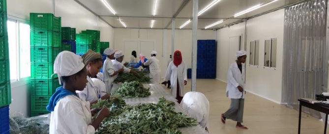 InspiraFarms packhouse in Ethiopia