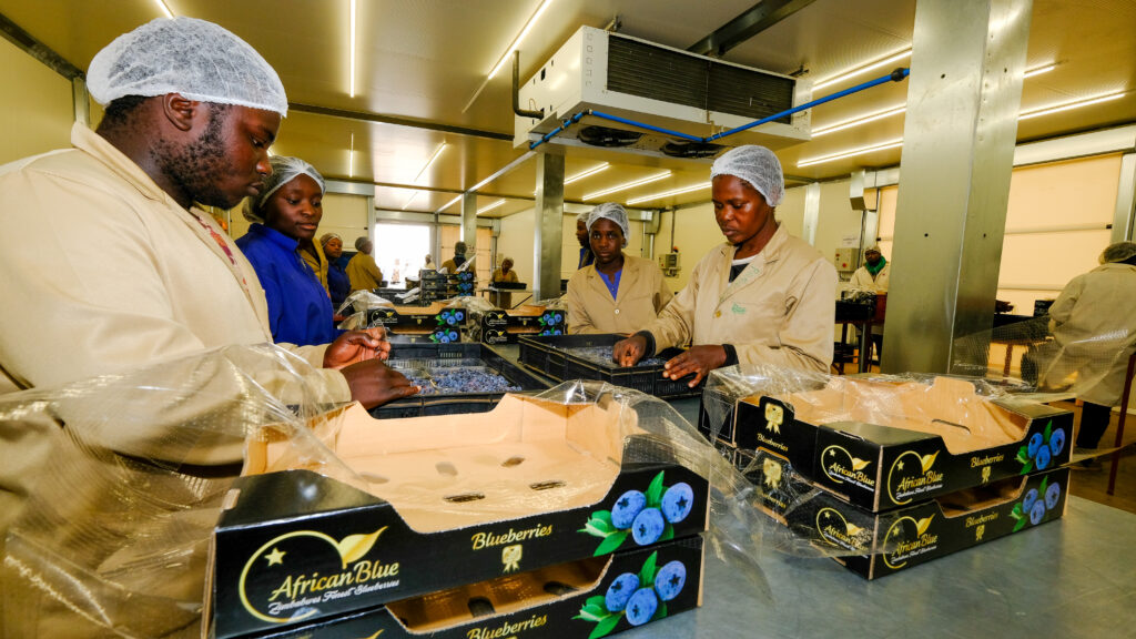 Lauetta Farm, Zimbabwe reports successful first blueberry export