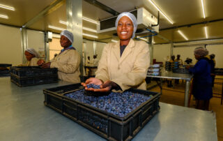 Lauetta Farm, Zimbabwe reports successful first blueberry export