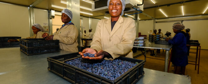 blueberry exporter in Zimbabwe(Lauetta)