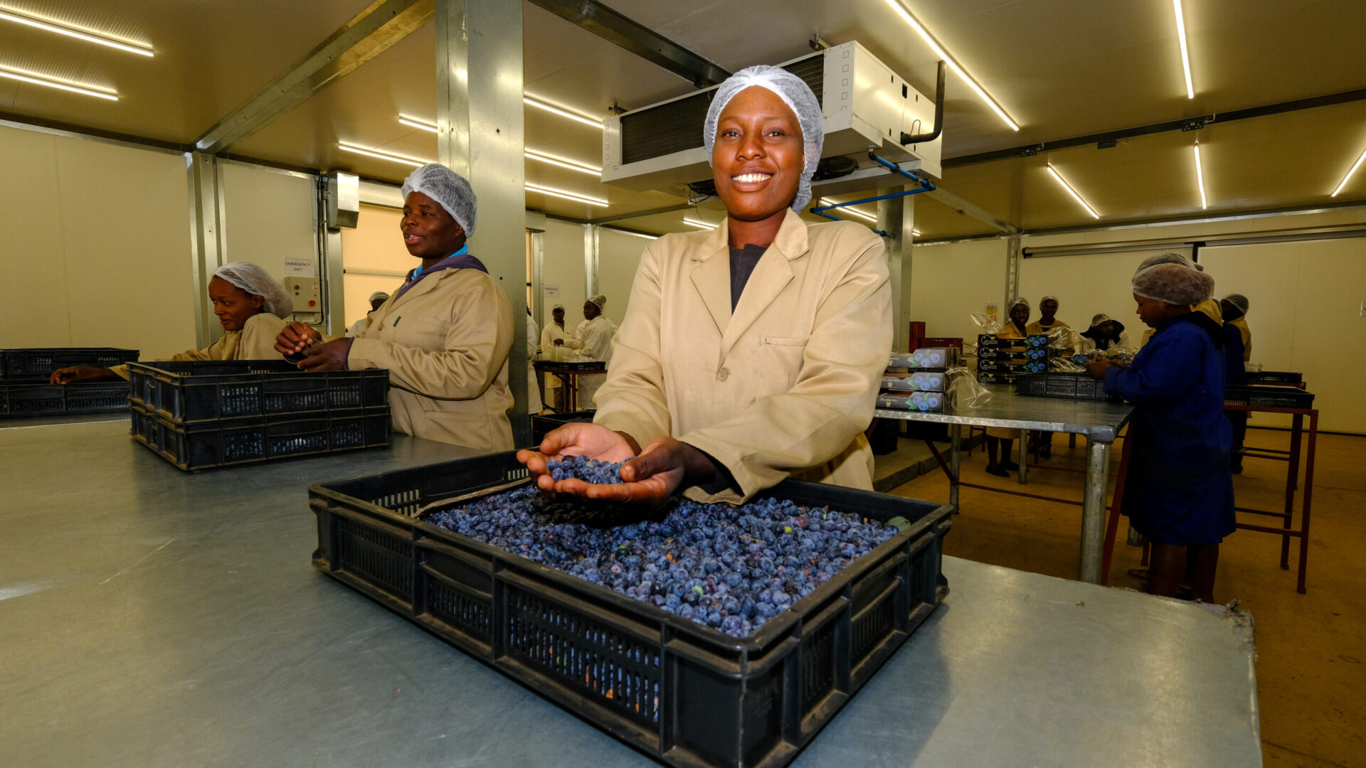 blueberry exporter in Zimbabwe(Lauetta)