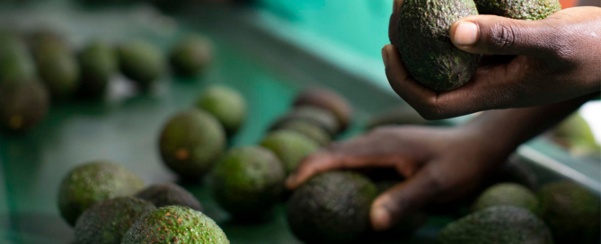 avocado processing line in a packhouse