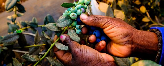 Best post-harvest treatment for blueberries in Zimbabwe
