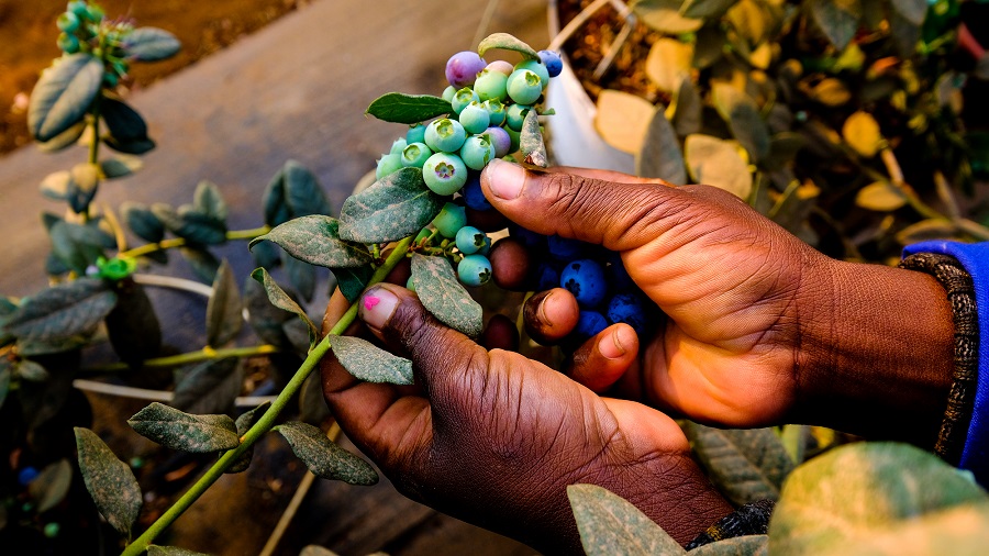Best post-harvest treatment for blueberries in Zimbabwe