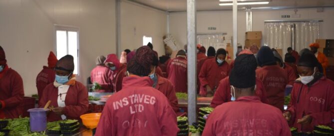 A group of packhouse workers packaging snowpease and Fresnch beans for export from Kenya