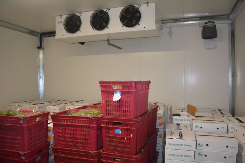 Crates and boxes of cooled and packaged french beans, in a cold room ready for dispatch
