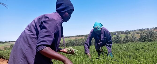 Women harvesting rosemary herbs in a Nanyuki,Kenya based farm Bloom Growers
