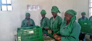 Women packaging rosemary herbs in an InspiraFarms cold room