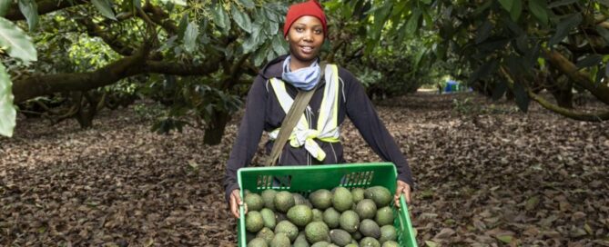 A farm worker holding a crate of freshly harvested avocados for the export market.