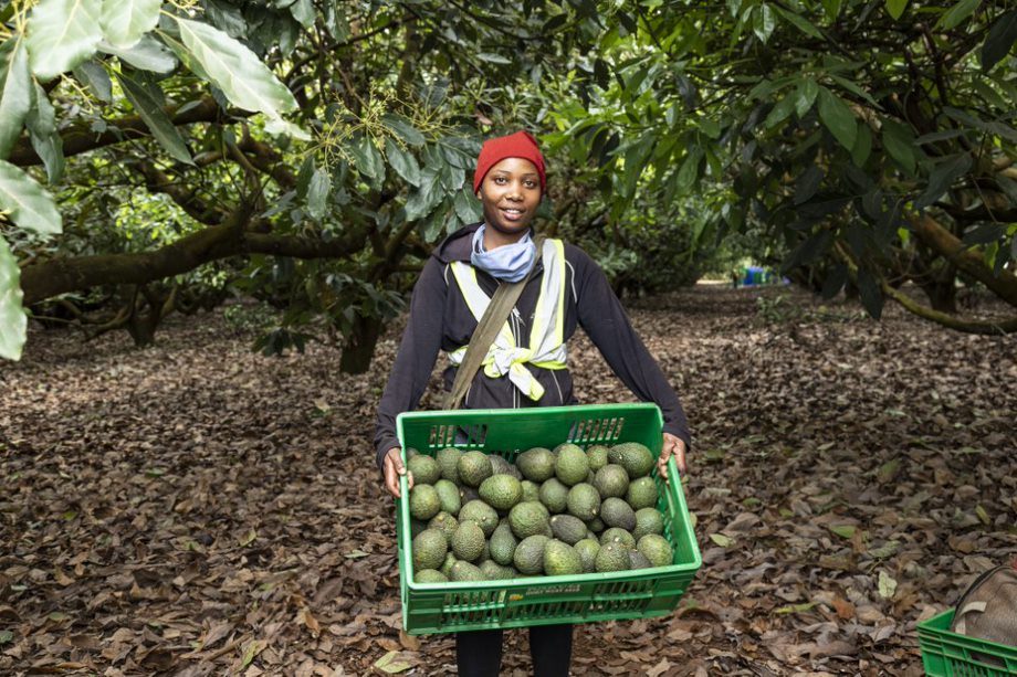 A farm worker holding a crate of freshly harvested avocados for the export market.