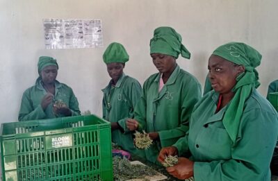 Women packaging fresh herbs in a packhouse in Kenya