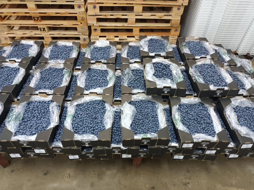 Packaged Blueberries in cold room at in Zimbabwe for export