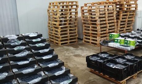 Blueberry cold rooms in Zimbabwe