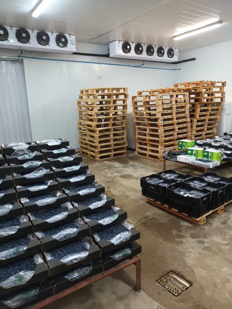 Blueberry cold rooms in Zimbabwe