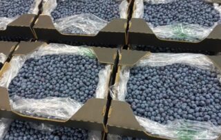 Packaged Blueberries at Wiserow Enterprises in Zimbabwe