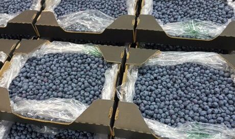 Packaged Blueberries at Wiserow Enterprises in Zimbabwe