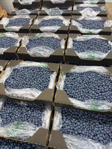 Packaged Blueberries at Wiserow Enterprises in Zimbabwe