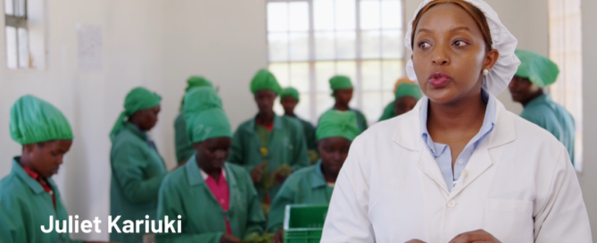 A herbs exporter, in packhouse surrounded by women working in Kenya