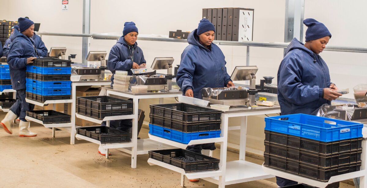 Zimbabwe’s blueberry exporter expands cold room for exportgrade berries