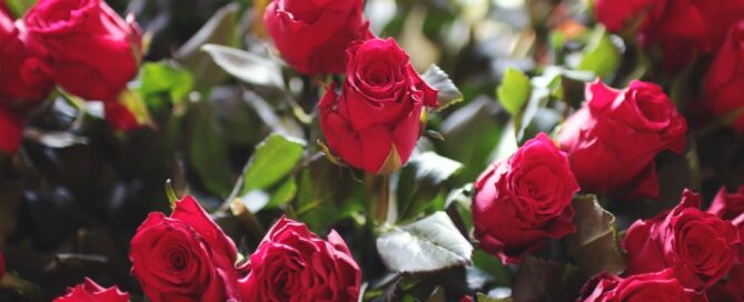 cold rooms for cut flowers in Africa