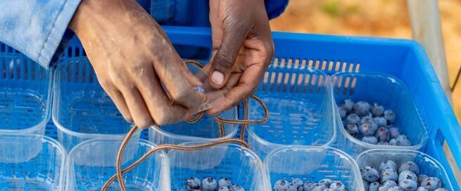 cold rooms for blueberries in Zimbabwe and Kenya