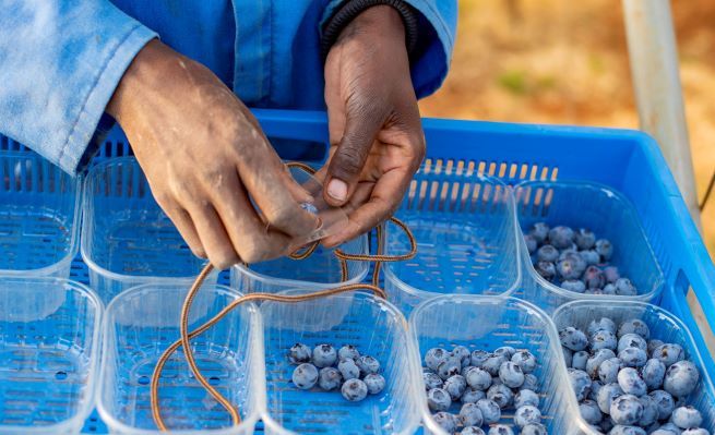 cold rooms for blueberries in Zimbabwe and Kenya