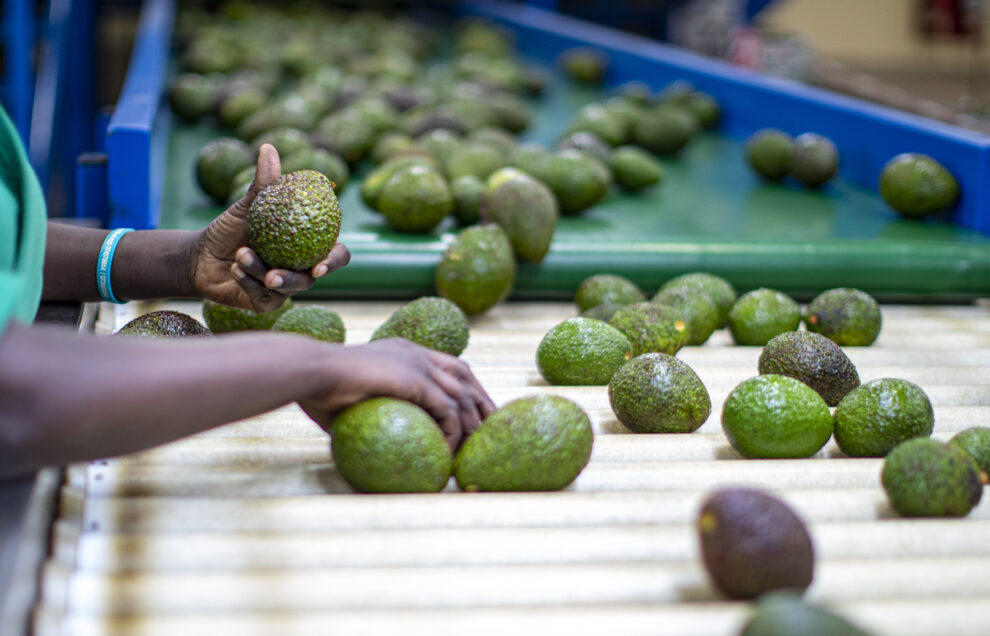 avocado cold rooms Kenya