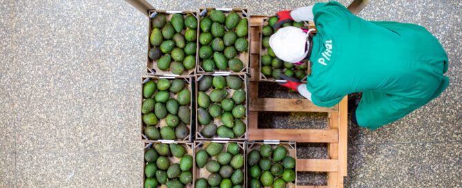 Avocados for export in a dispatch cold room