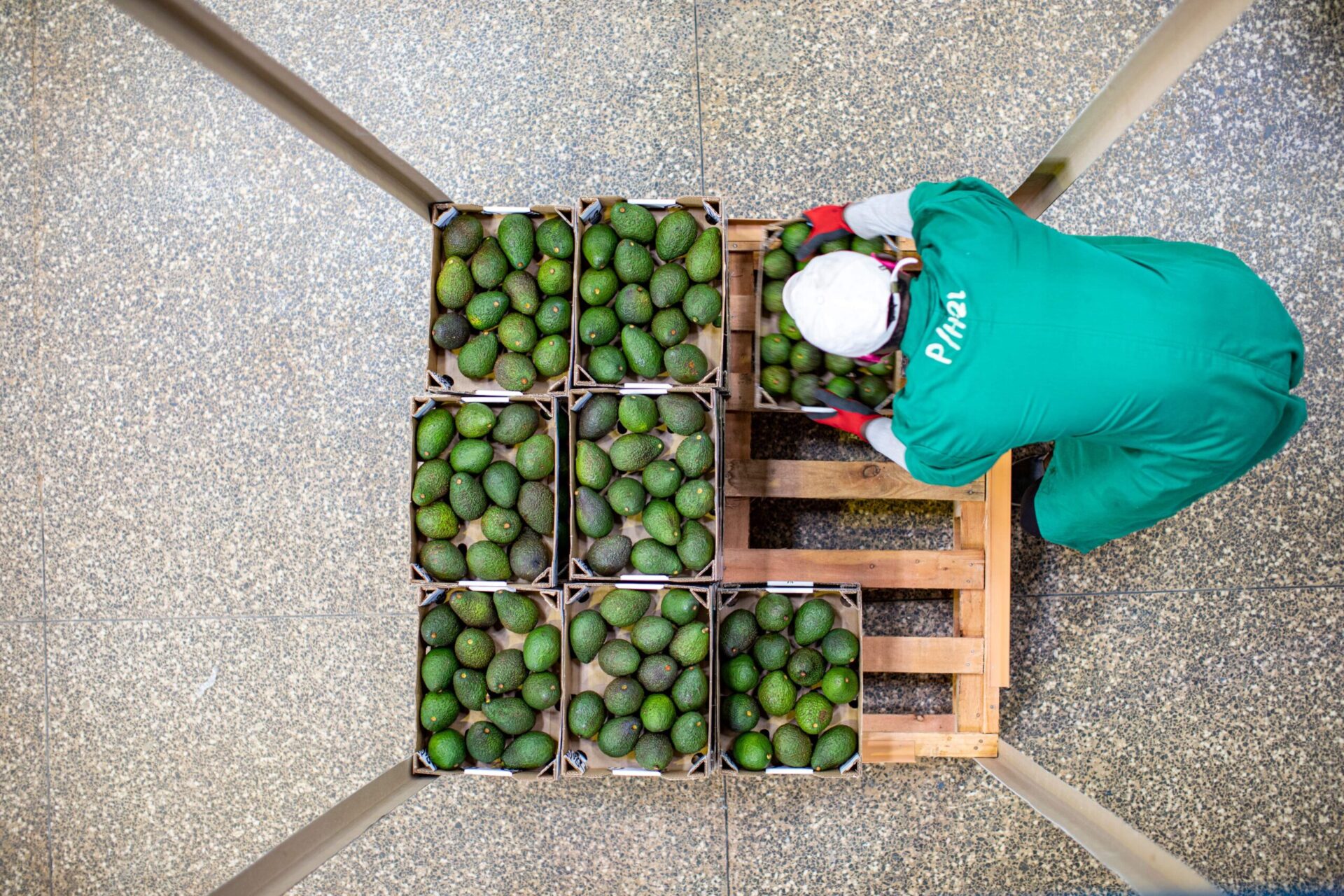 Avocados for export in a dispatch cold room