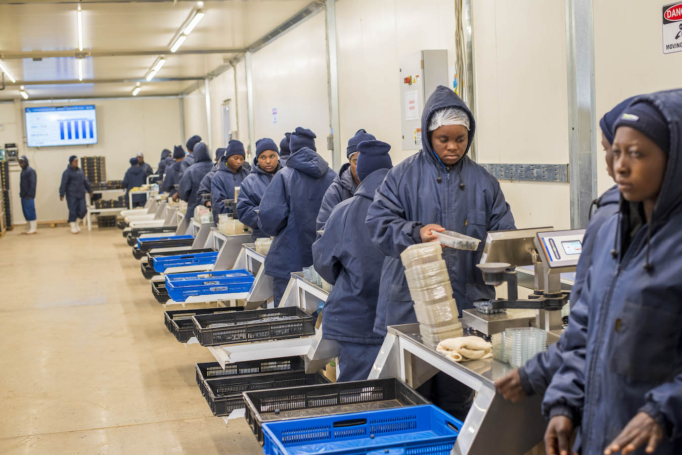 Export-grade blueberry packhouse in Zimbabwe