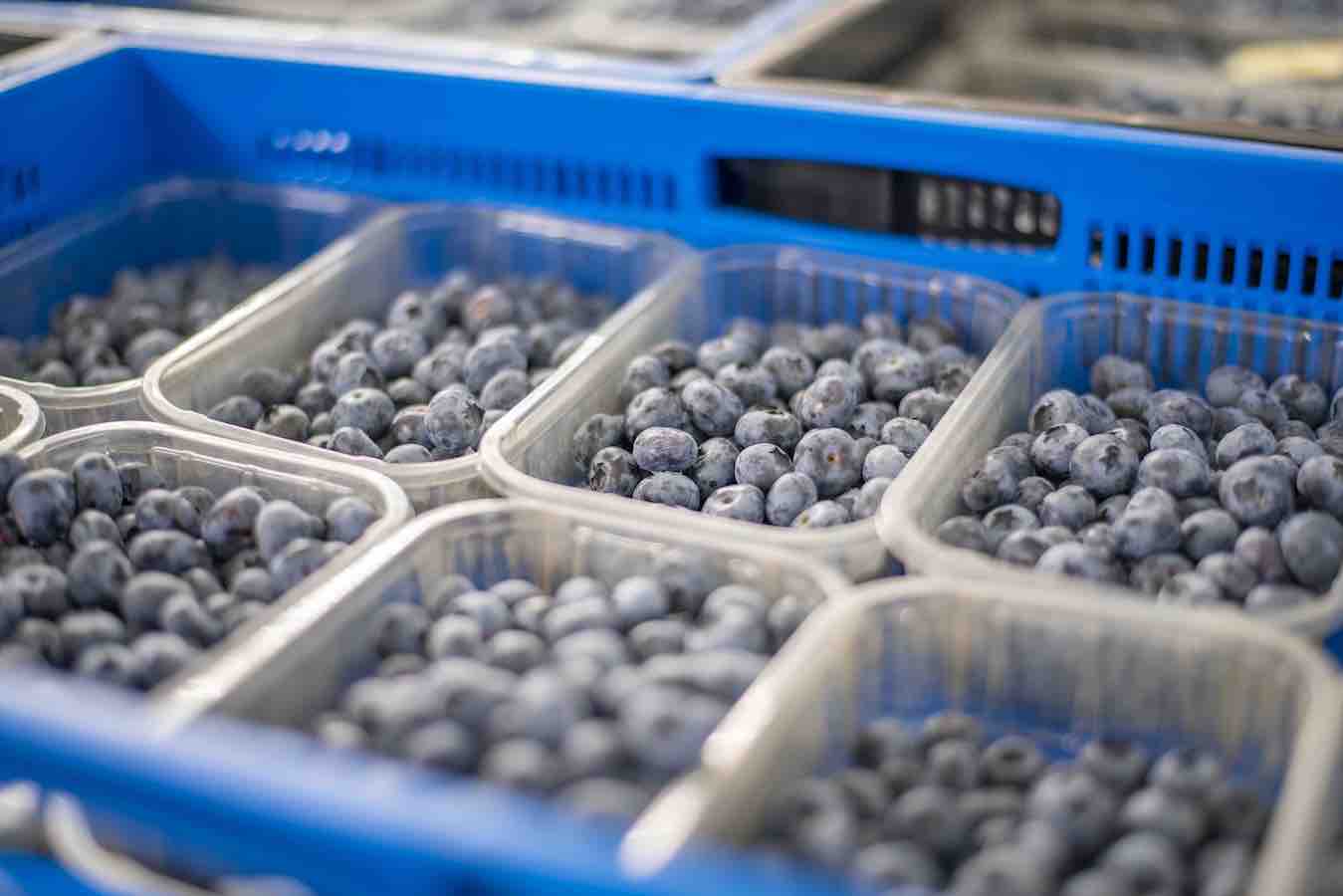 Export grade blueberries modular on-farm packhouse in Zimbabwe