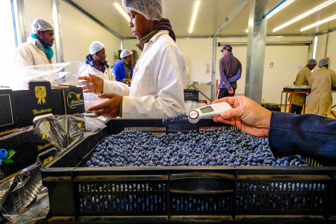 Export-grade-blueberries-packhouse in Zimbabwe
