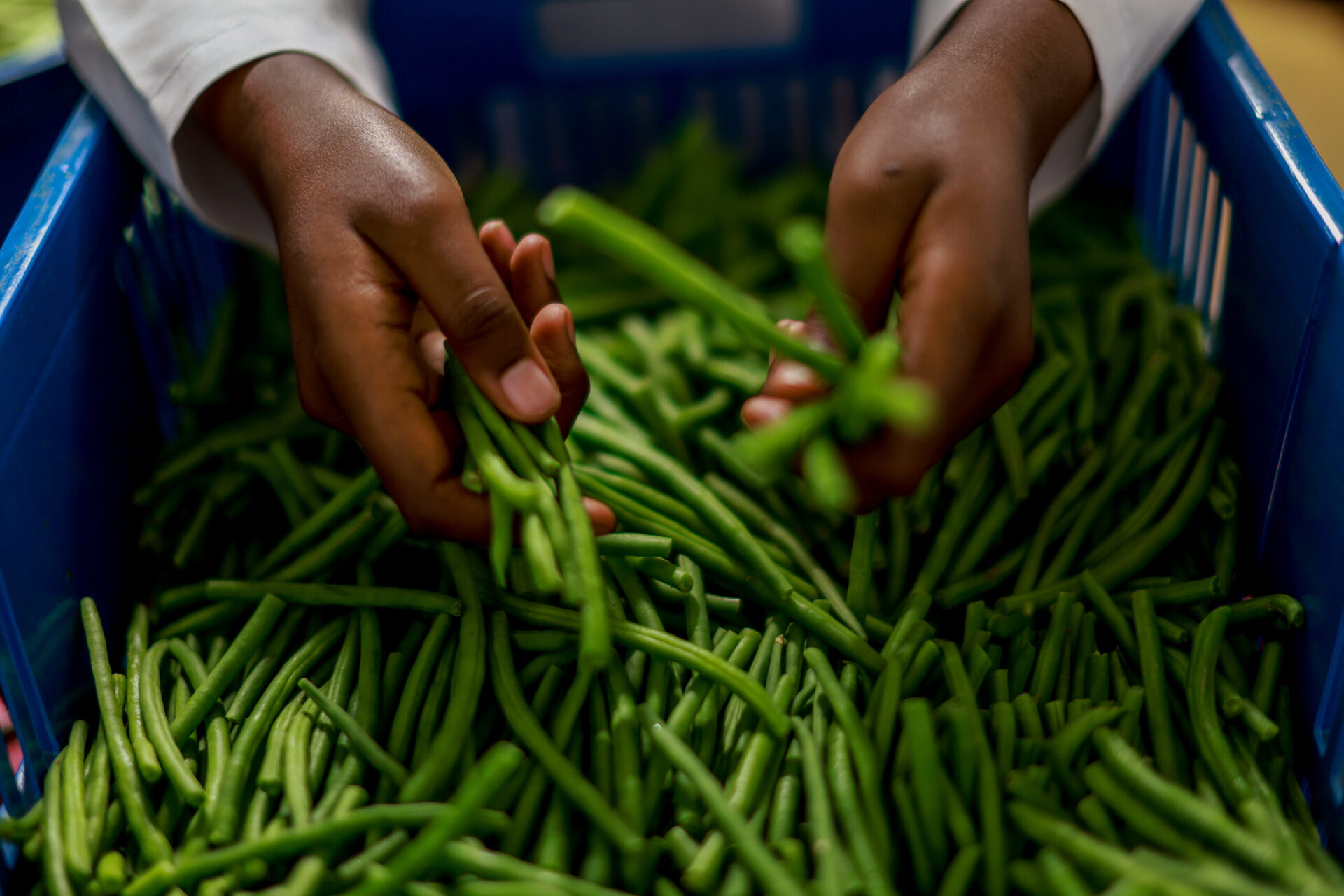 Freshly processed and cooled French Beans in a cold room in Kenya