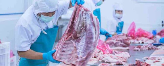Slaughterhouse workers cutting meat in a Modular pre-fabricated slaughterhouses for processing meat and chicken