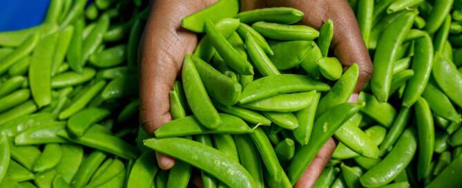 Snow peas for export held in a packhouse in Kenya