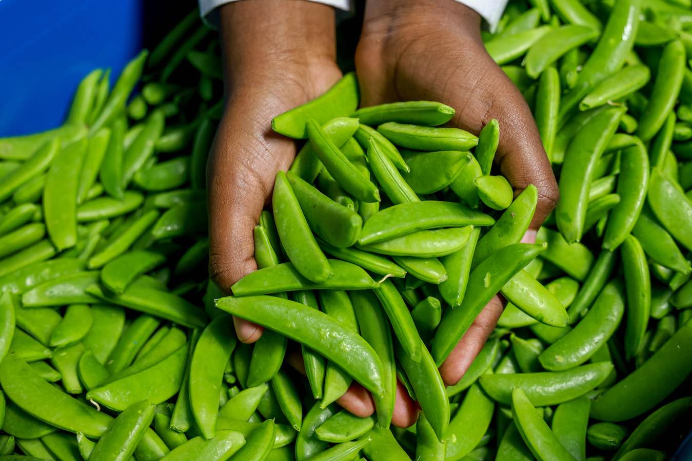Export grade peas in modular on-farm packhouse in Kenya