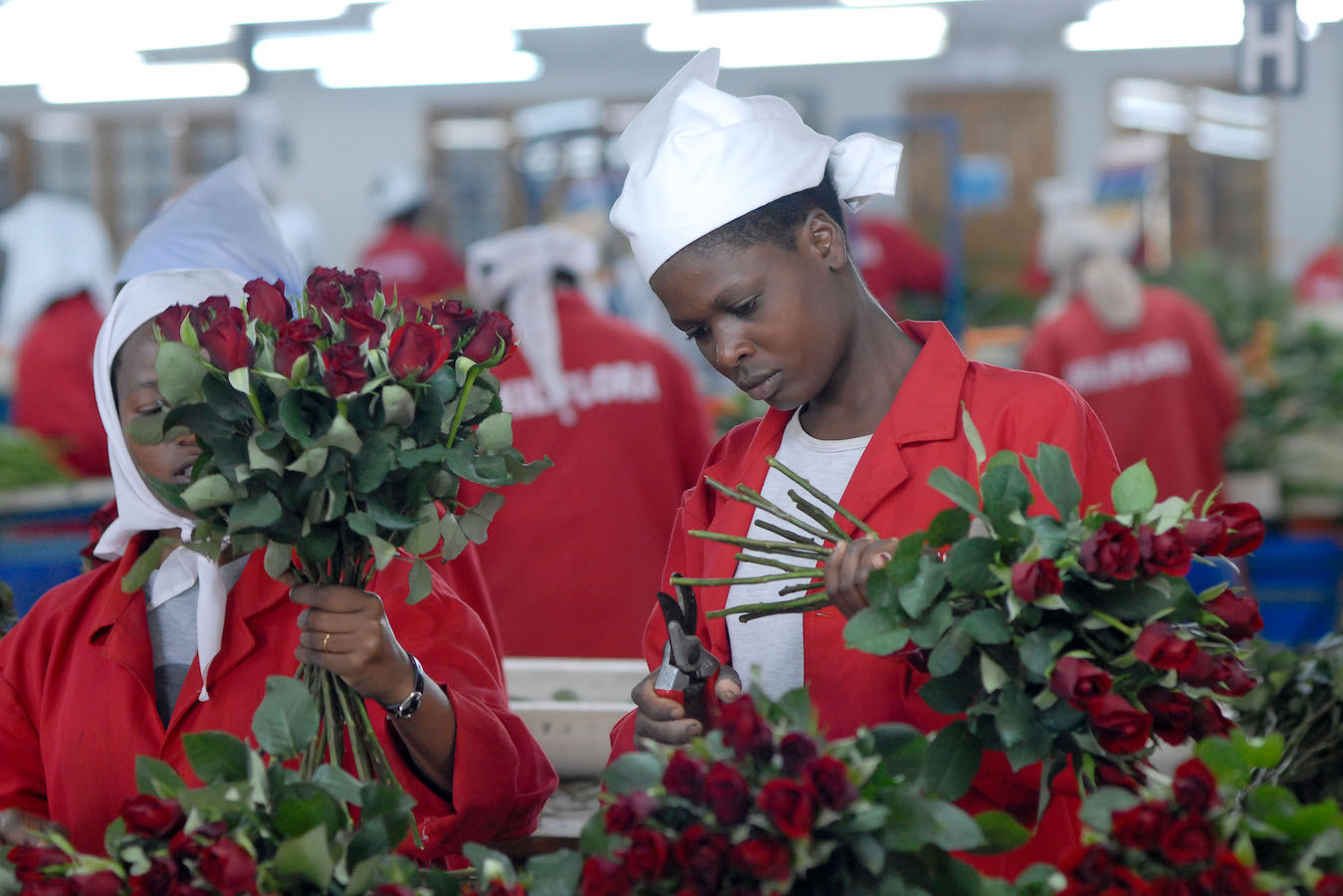 Export grade flower packhouse in Africa