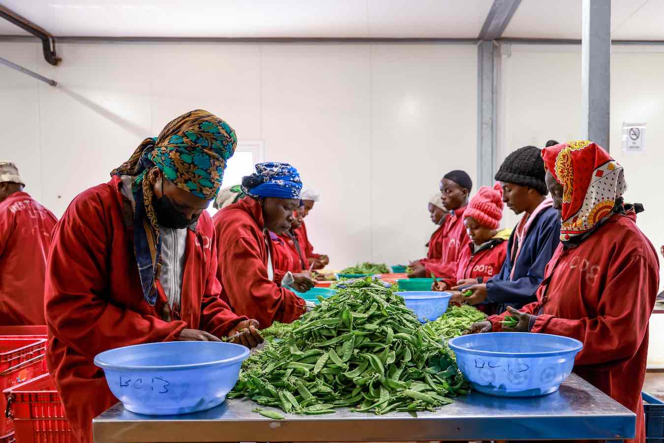 export grade Peas & French beans packhouse in Kenya