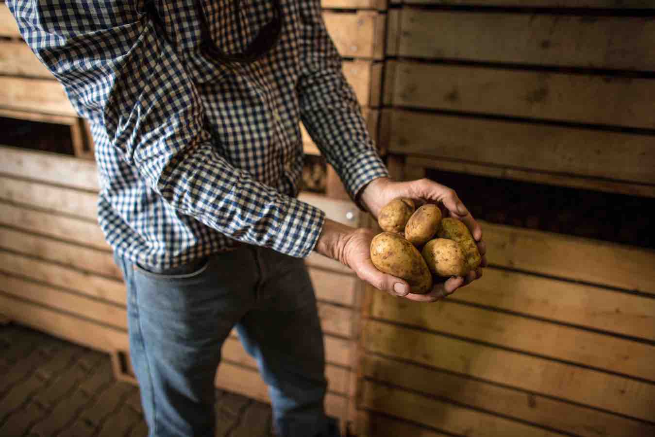 Potato long-term refrigerated storage