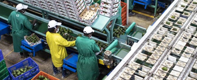 Processing line for Avocados in a cold room in Kenya