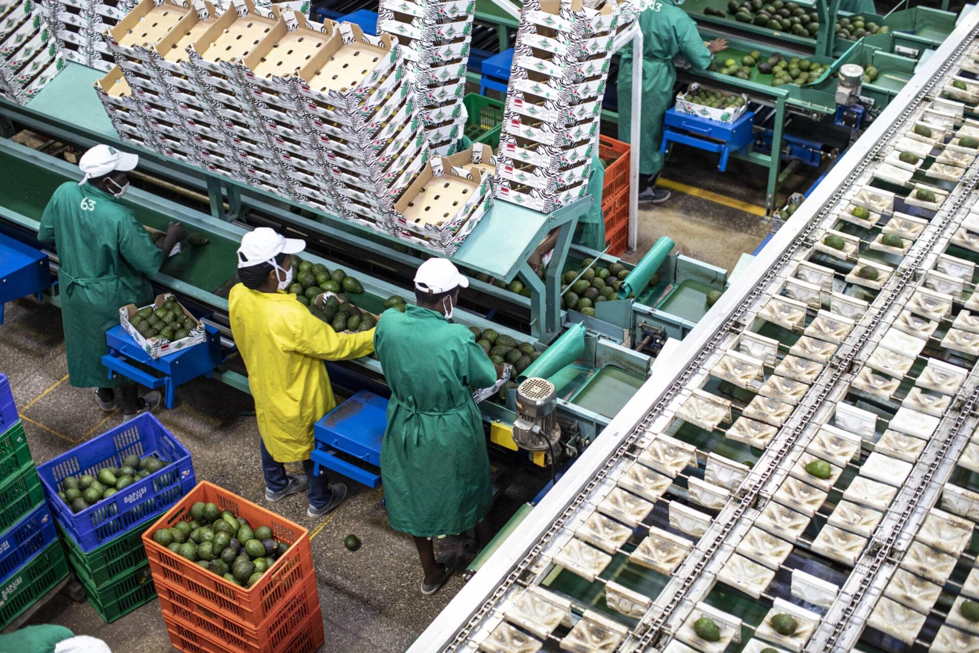 Processing line for Avocados in a cold room in Kenya