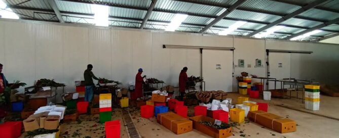 flower packhouse in kenya