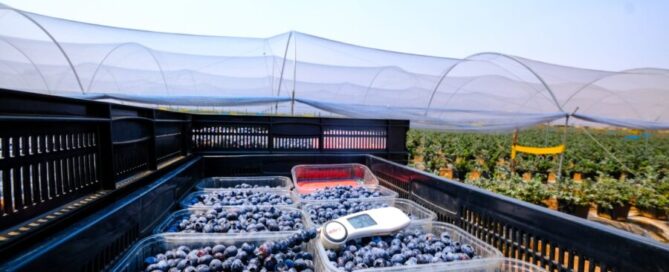 product probe in blueberry farm zimbabwe