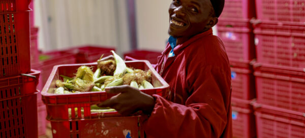 baby corn exporters in kenya