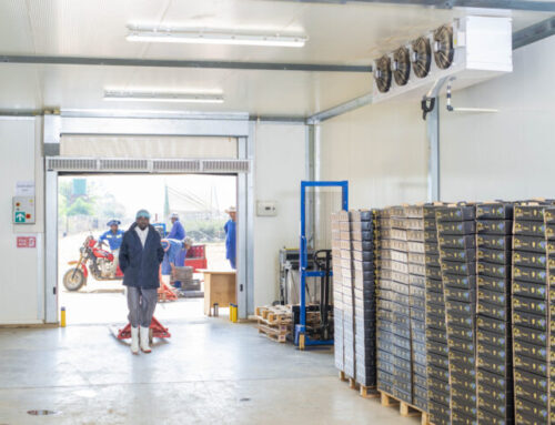 Addressing cold chain challenges for Africa’s fresh produce exporters.